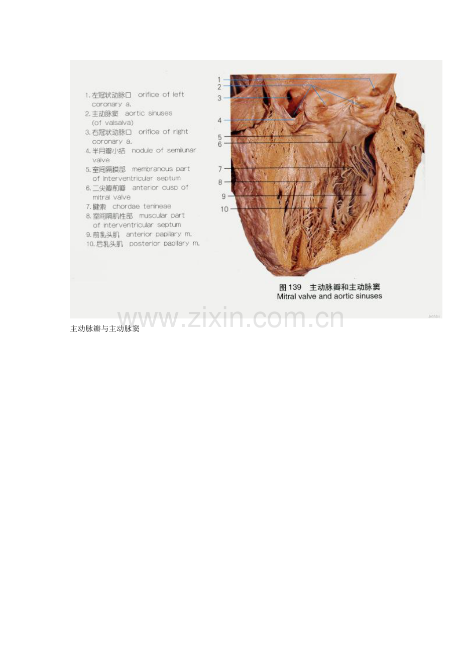 心脏解剖.doc_第2页