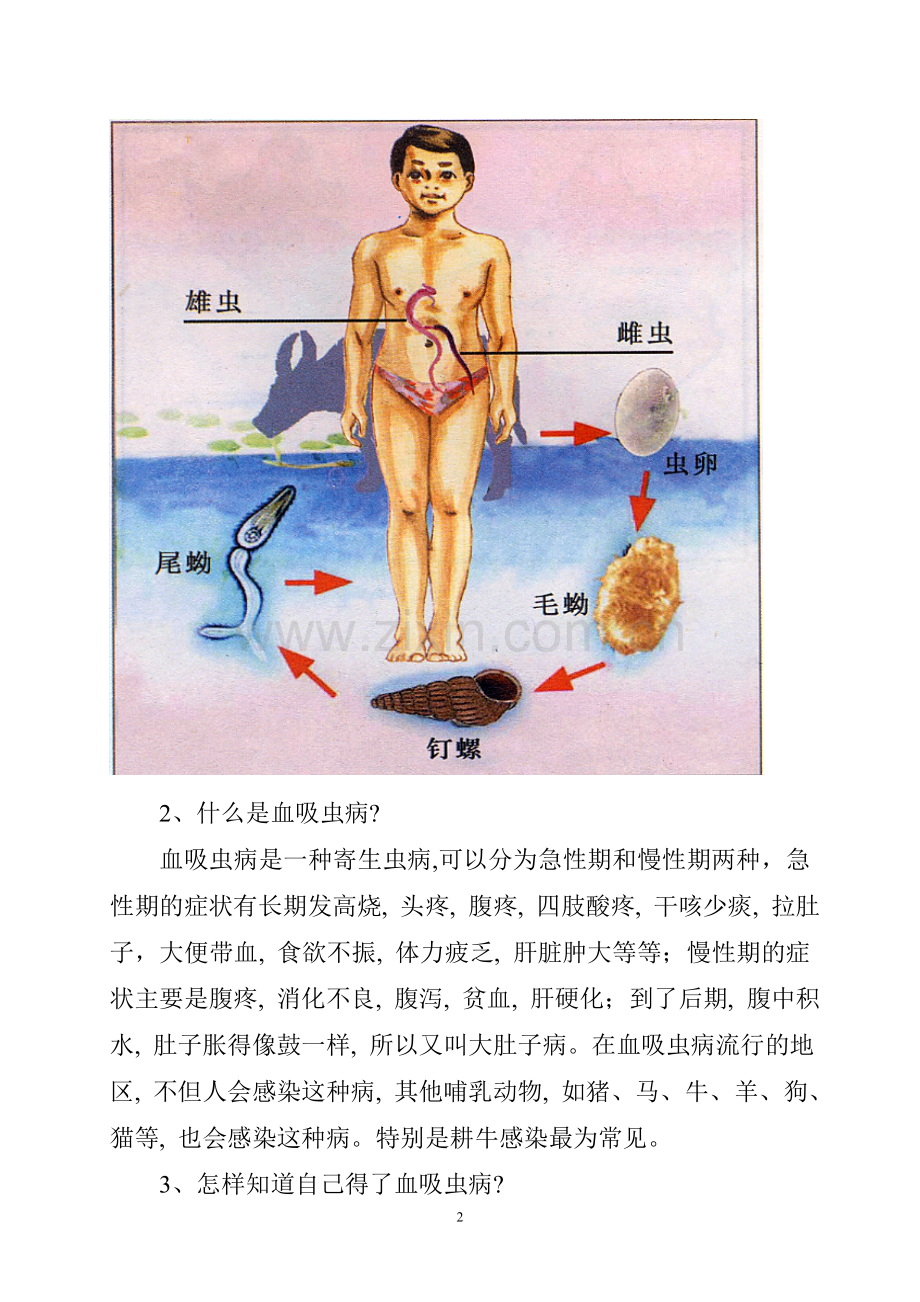 防治血吸虫病知识.doc_第2页