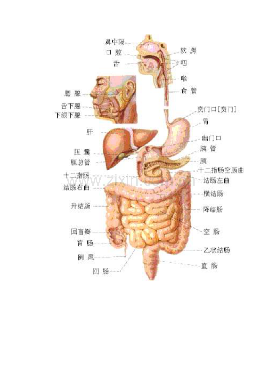 消化道穿孔.doc_第2页