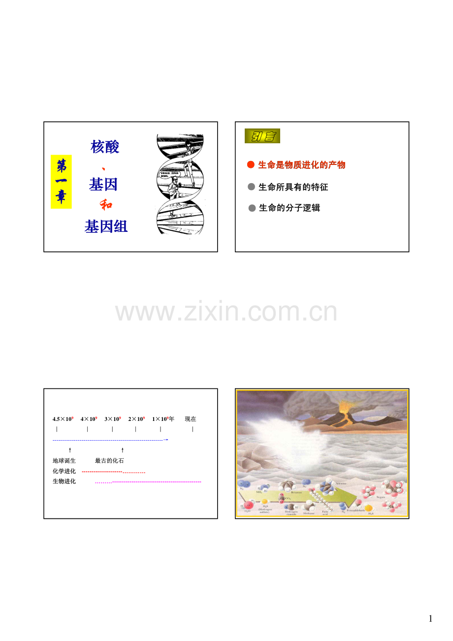 分子生物学核酸、基因、基因组.pdf_第1页