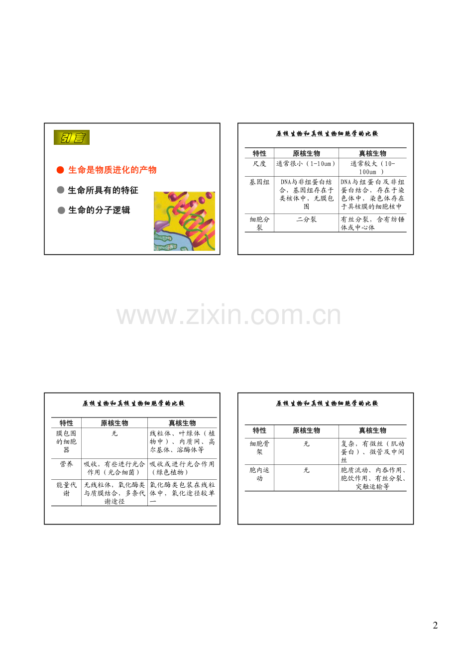 分子生物学核酸、基因、基因组.pdf_第2页