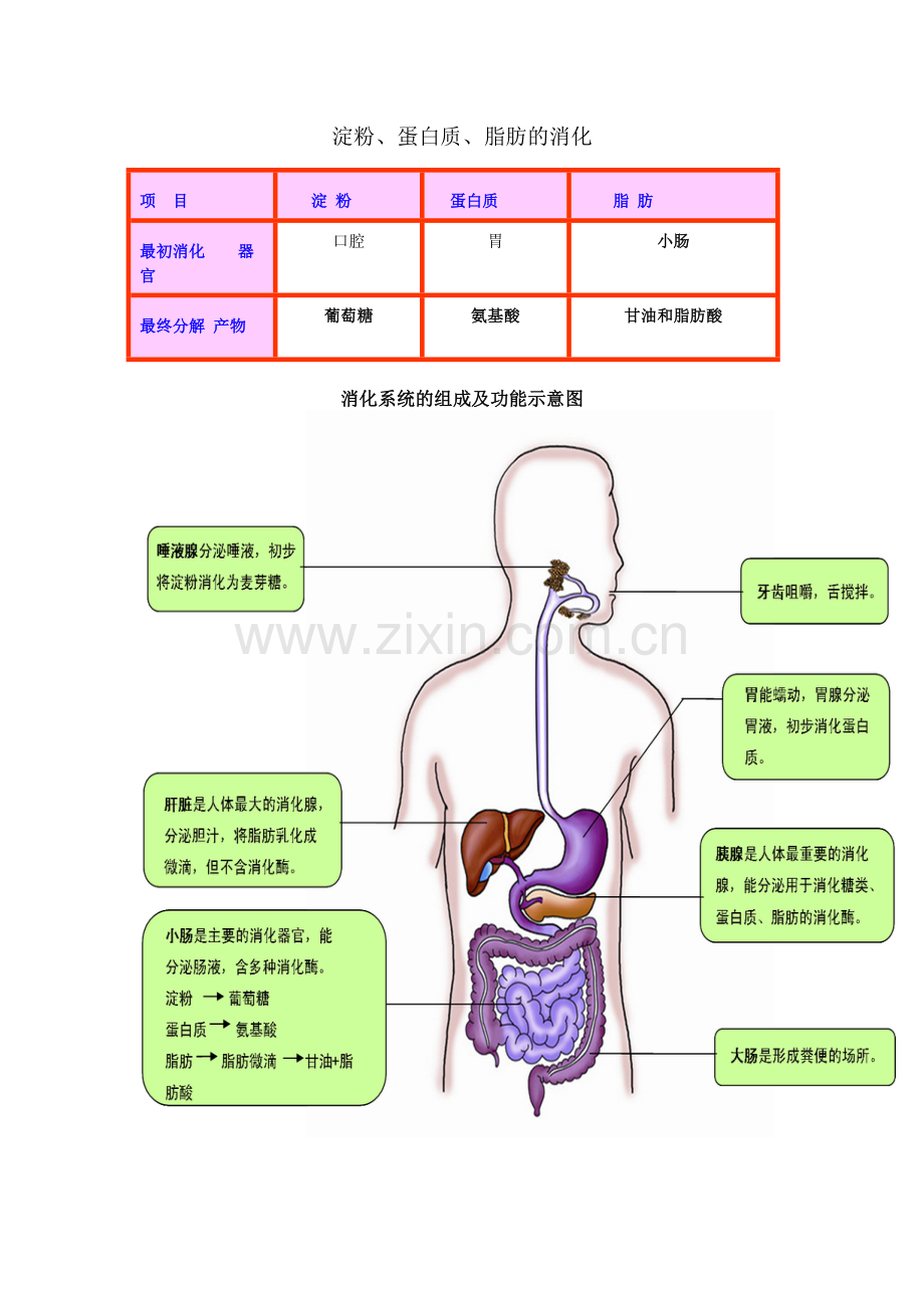 第一节物质运输的载体.docx_第3页