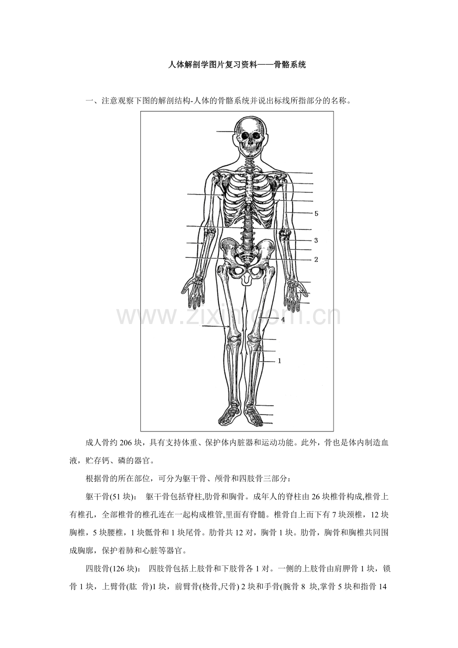 解剖学图片复习资料-骨骼.doc_第1页