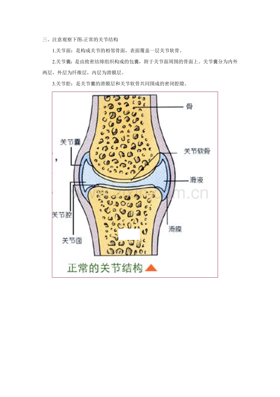 解剖学图片复习资料-骨骼.doc_第3页