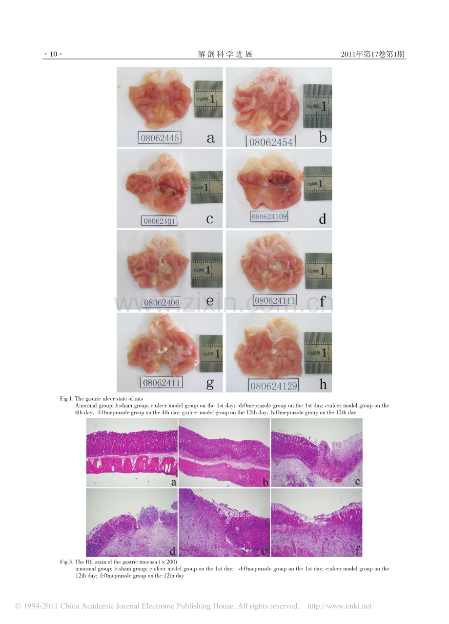 胃粘膜表面局部投予乙酸制备大鼠胃溃疡模型的方法.pdf_第3页