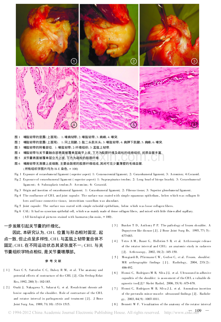 喙肱韧带的应用解剖_杨会峰.pdf_第3页