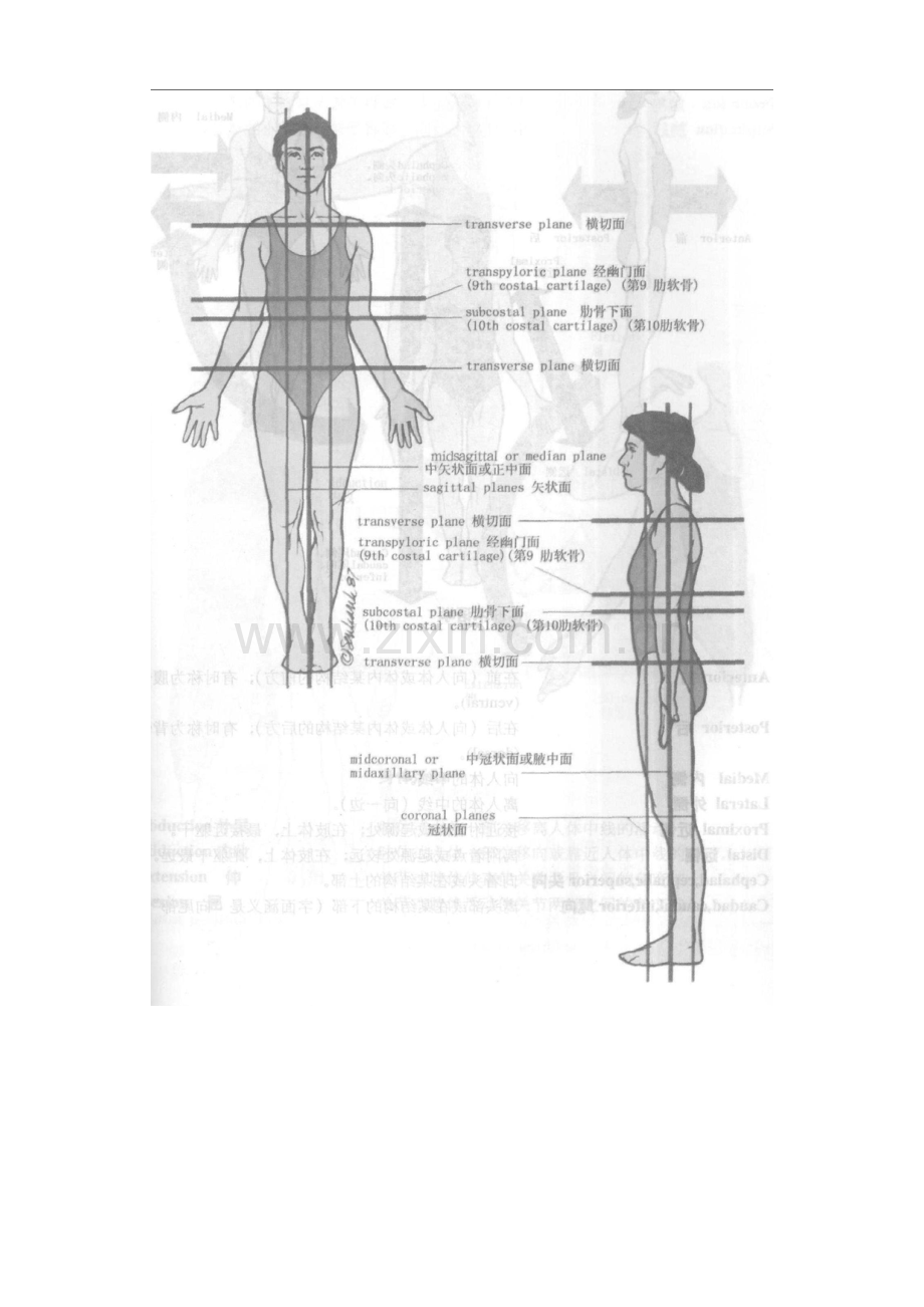 解剖学平面.pdf_第2页