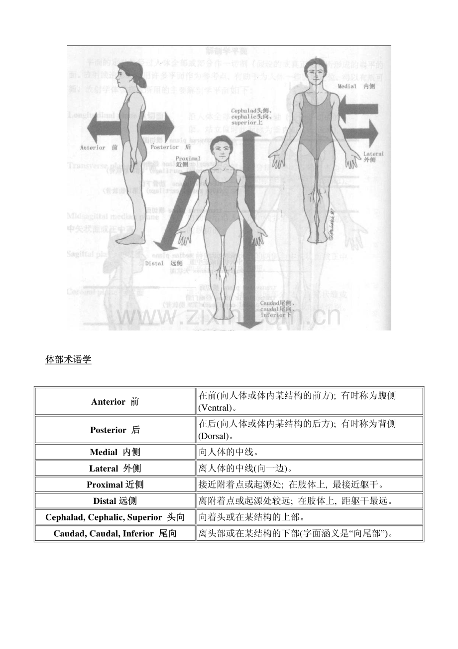 解剖学平面.pdf_第3页