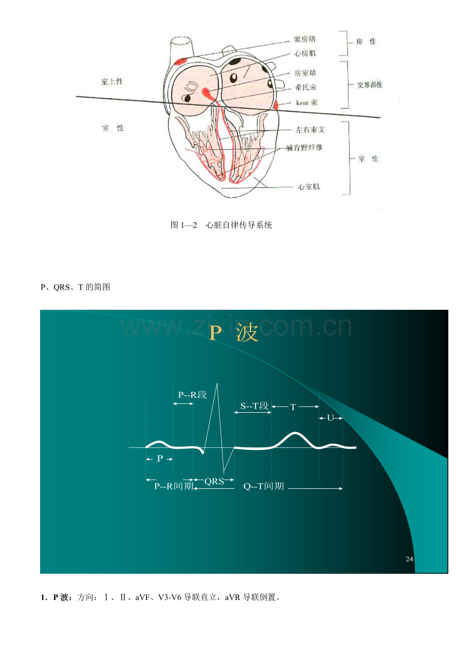 课件--窦性心律及心电图特点.doc_第2页