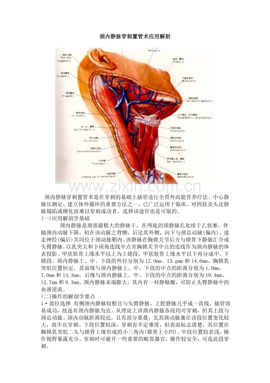 颈内静脉解剖.docx_第1页