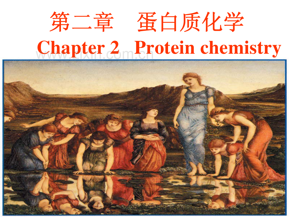 大学生物化学课件 第2章 蛋白质化学.pdf_第1页