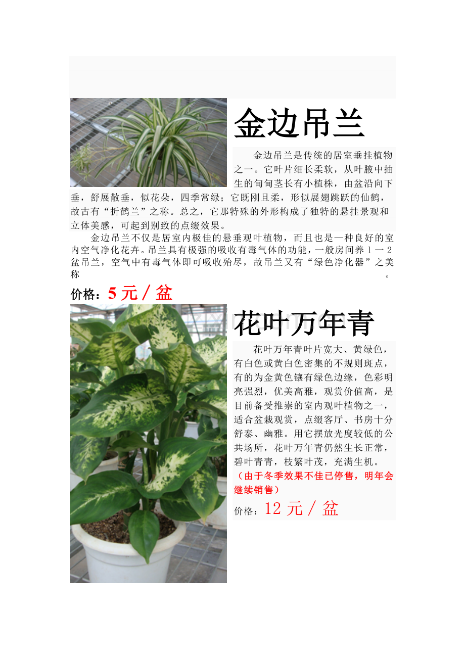 花卉销售及价格.doc_第3页