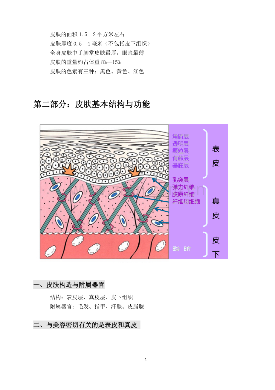 关于皮肤基础知识的详解.doc_第2页