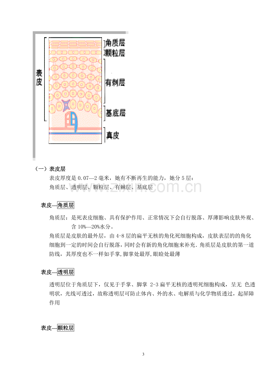 关于皮肤基础知识的详解.doc_第3页