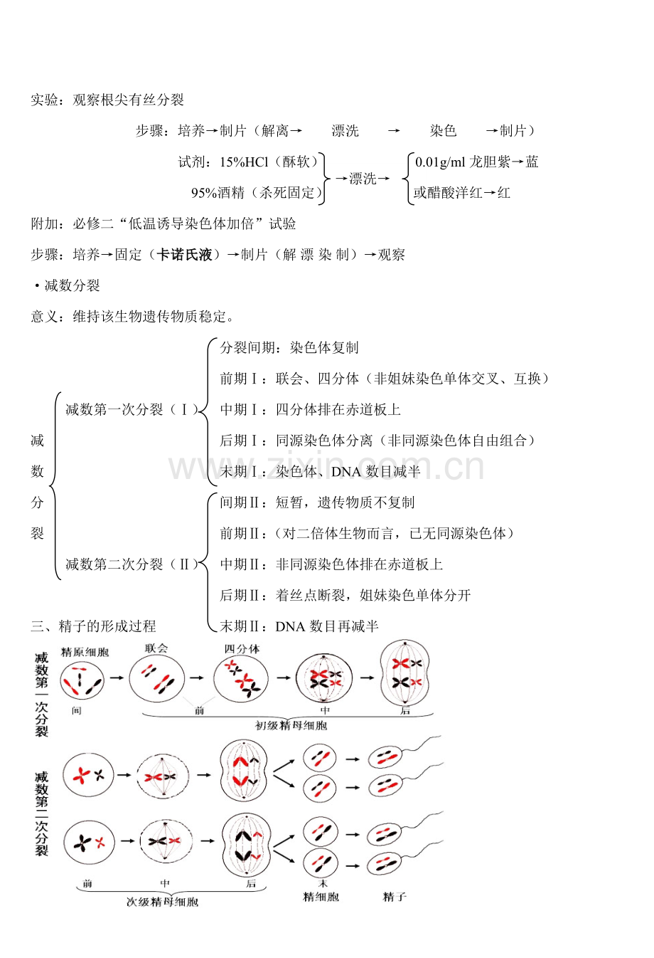 必修一-第六章-细胞的生命历程-知识点.doc_第2页