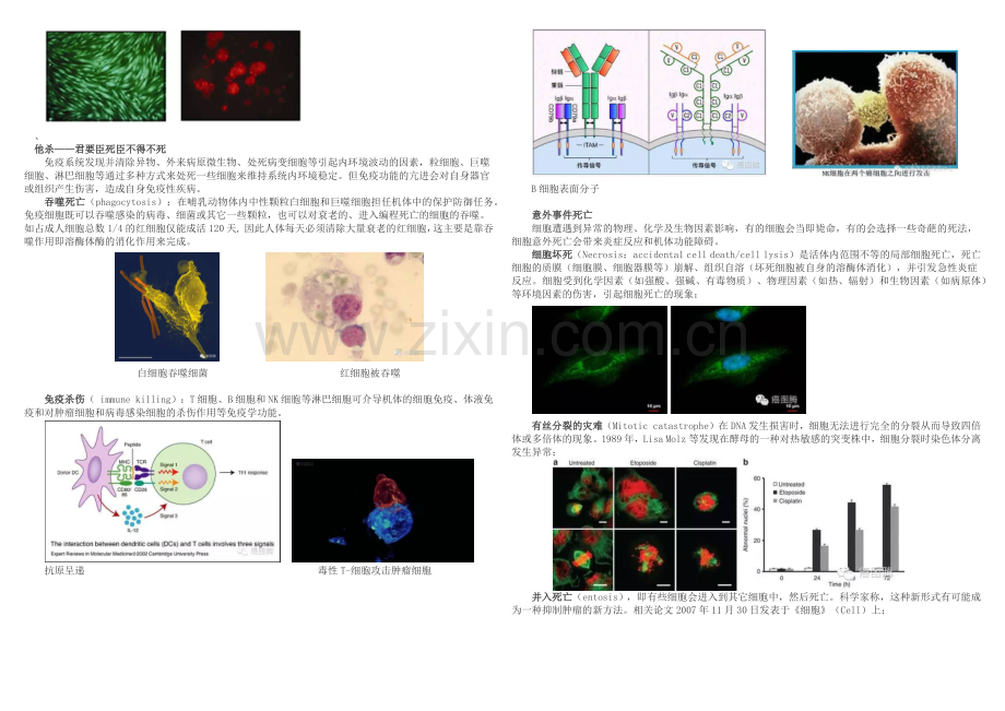 细胞的N种死法.docx_第2页