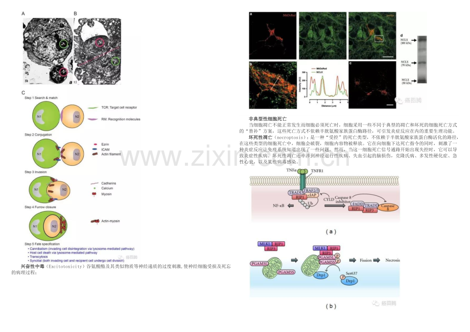 细胞的N种死法.docx_第3页