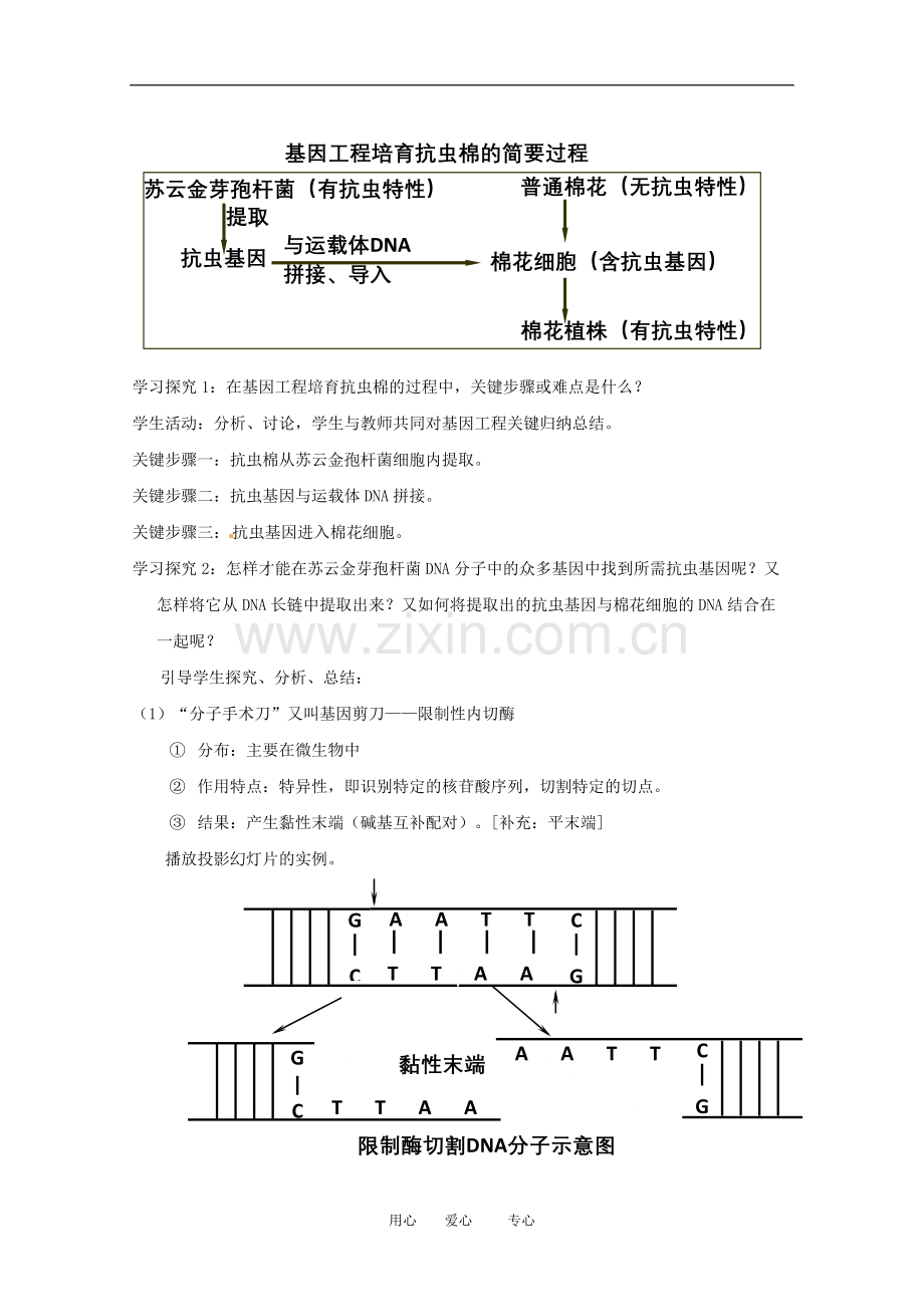 高中生物：-11-DNA重组技术的基本工具(教案)人教版选修3.doc_第3页