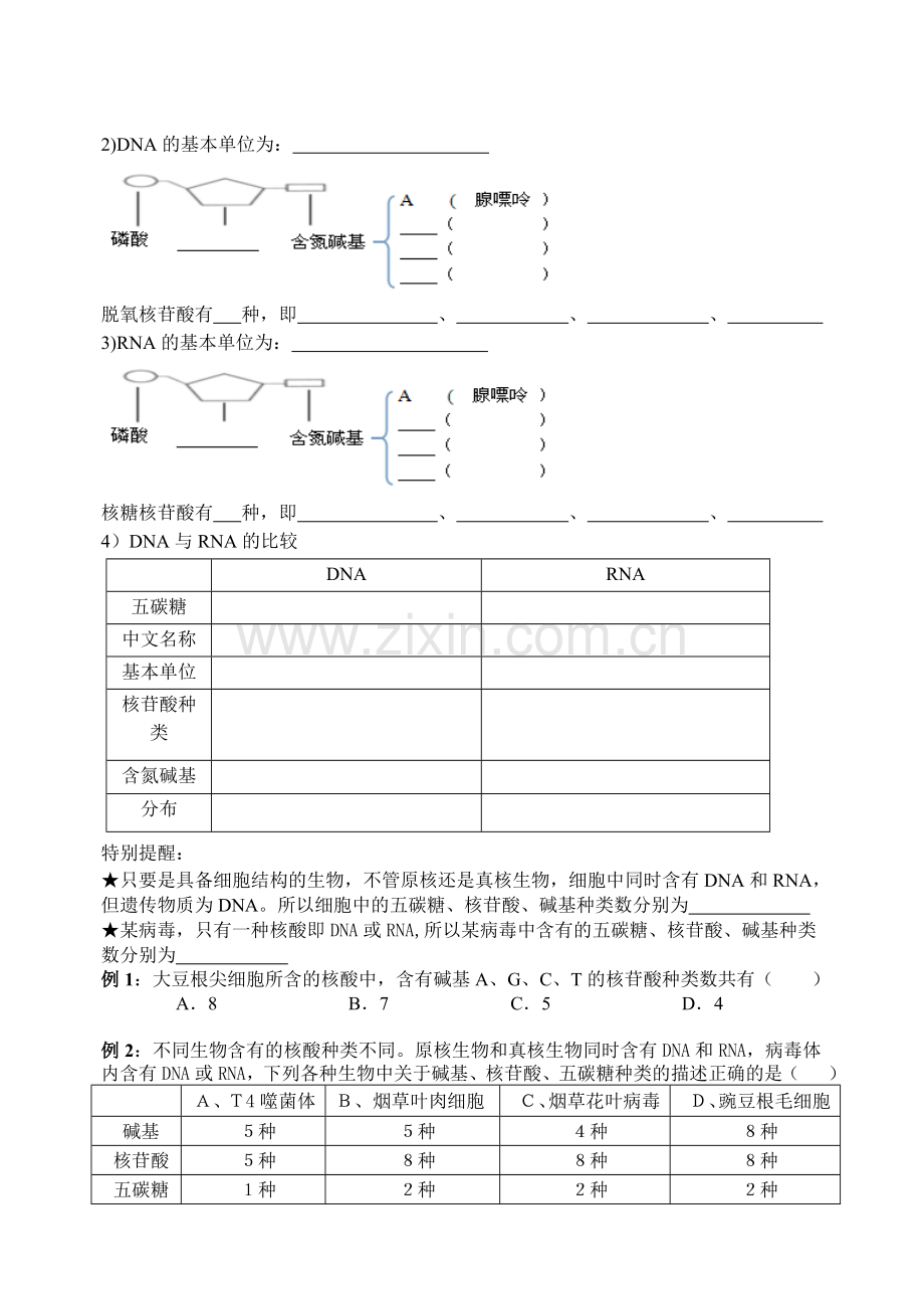 遗传信息的携带者.doc_第2页