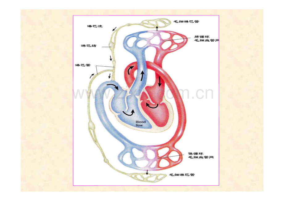 第四章 血液循环.pdf_第2页