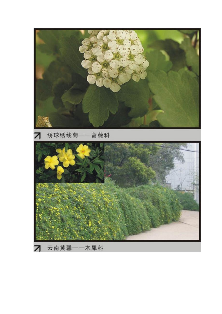 园林植物大观园2.docx_第3页