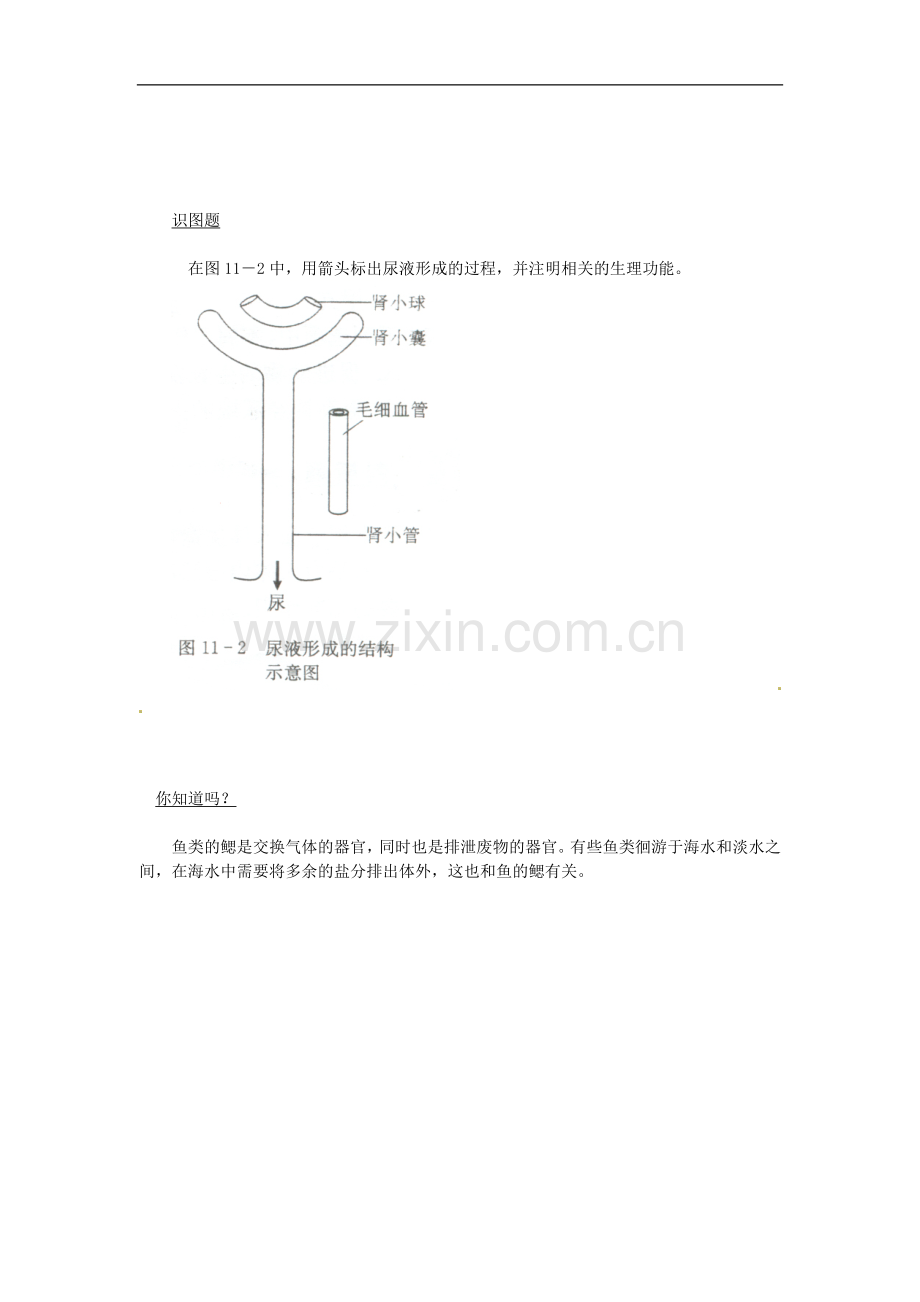 七年级生物下册11.1人体泌尿系统的组成同步测试无答案.doc_第2页