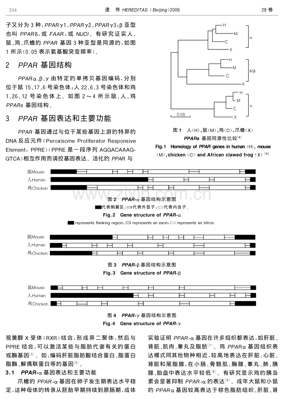 PPAR基因与脂肪代谢调控.pdf_第2页