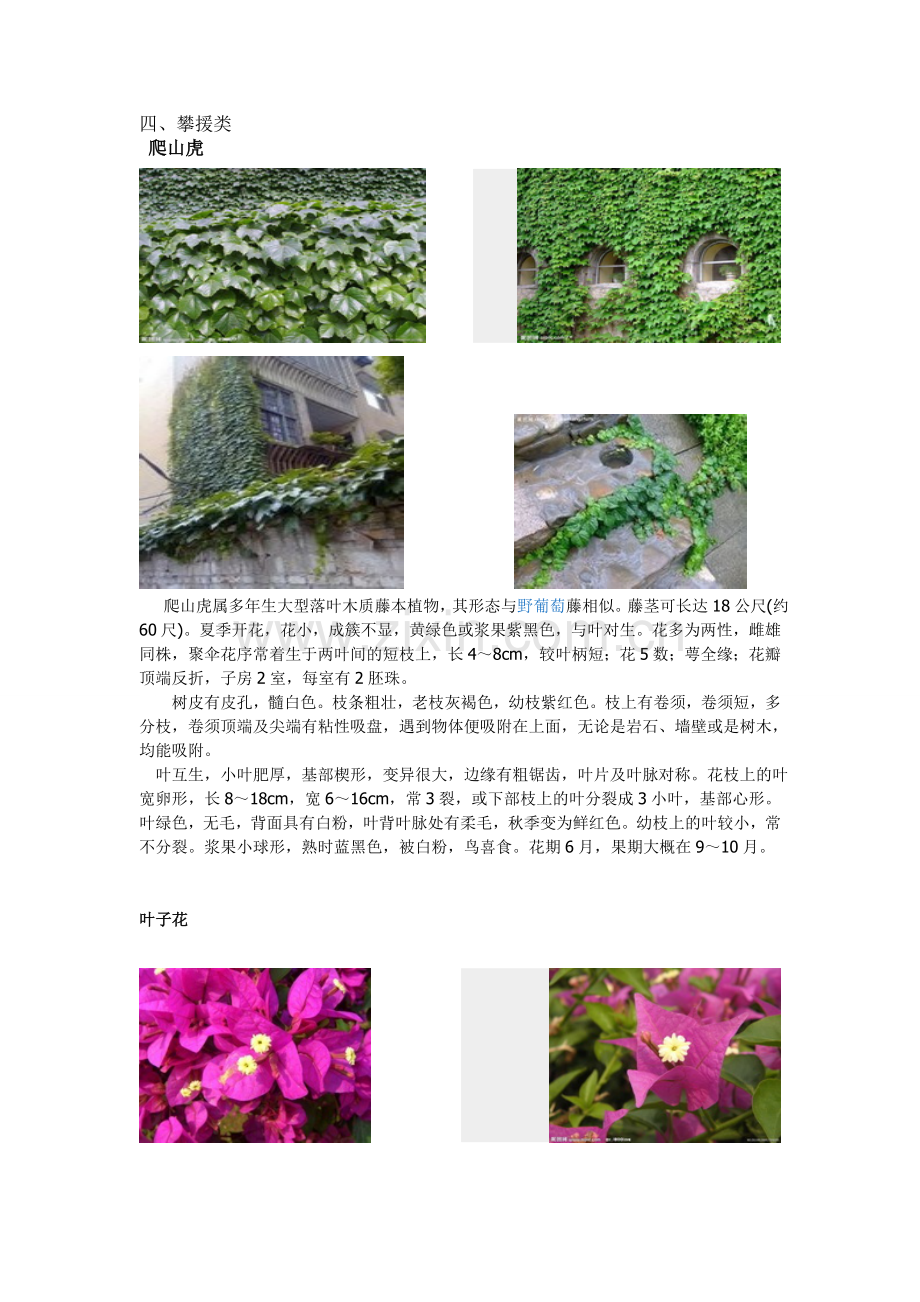 深圳常见绿化植物.doc_第1页