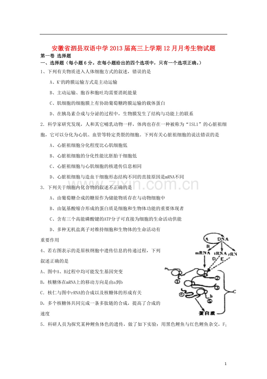 安徽省泗县高三生物上学期12月月考试题新人教版.doc_第1页