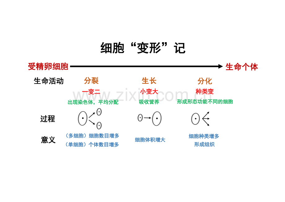 第3节生物体的结构层次.docx_第1页