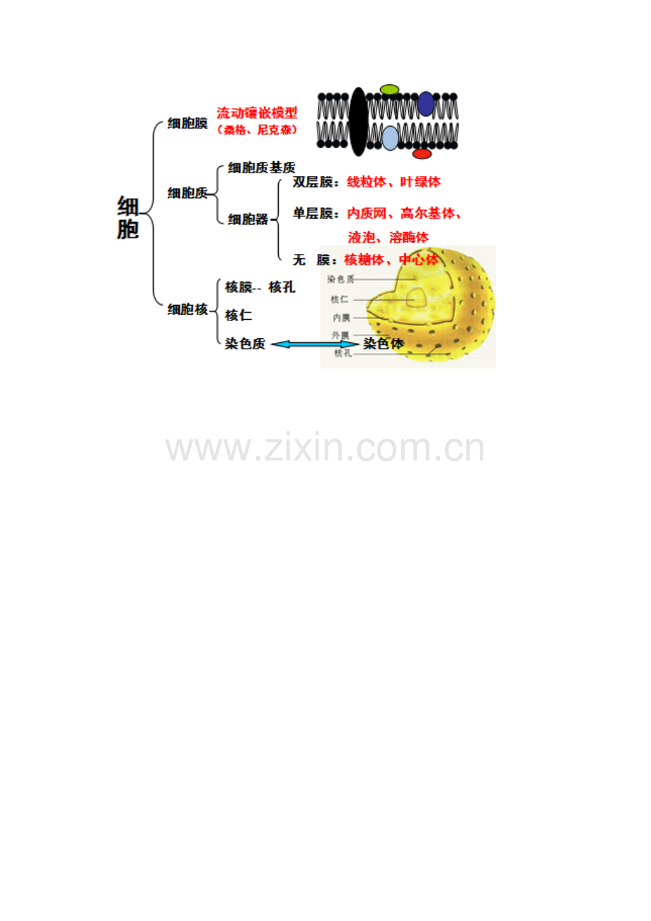 细胞的基本结构知识树.doc_第1页