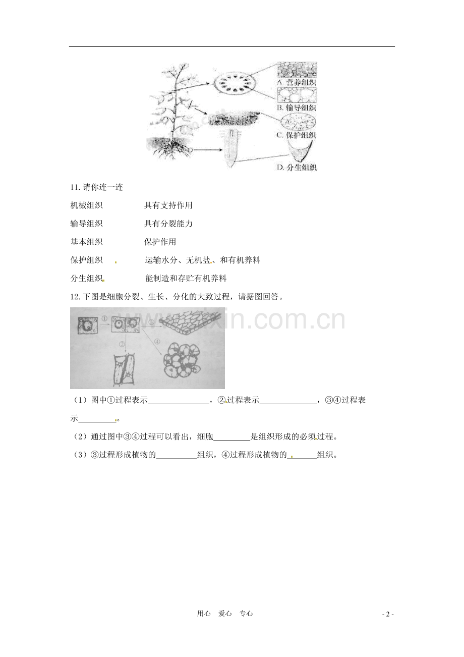 七年级生物下册-8.1《植物体的组成》同步练习-苏科版.doc_第2页