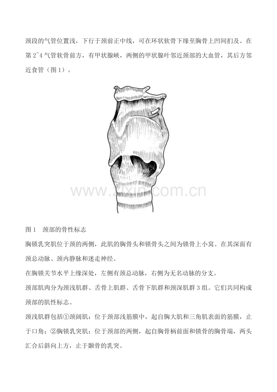 颈部的外科解剖学.docx_第2页