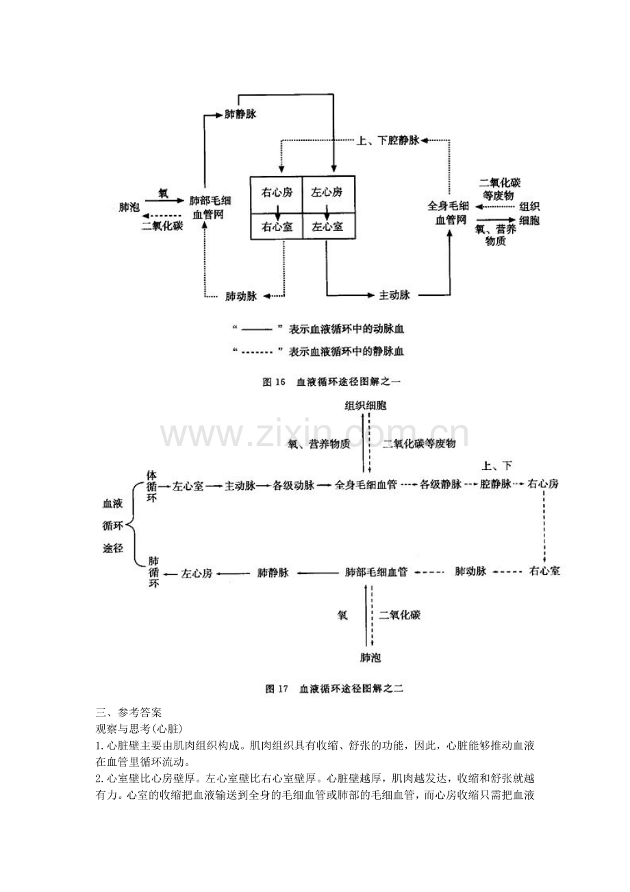 第三节输送血液的泵-心脏(教参).doc_第2页