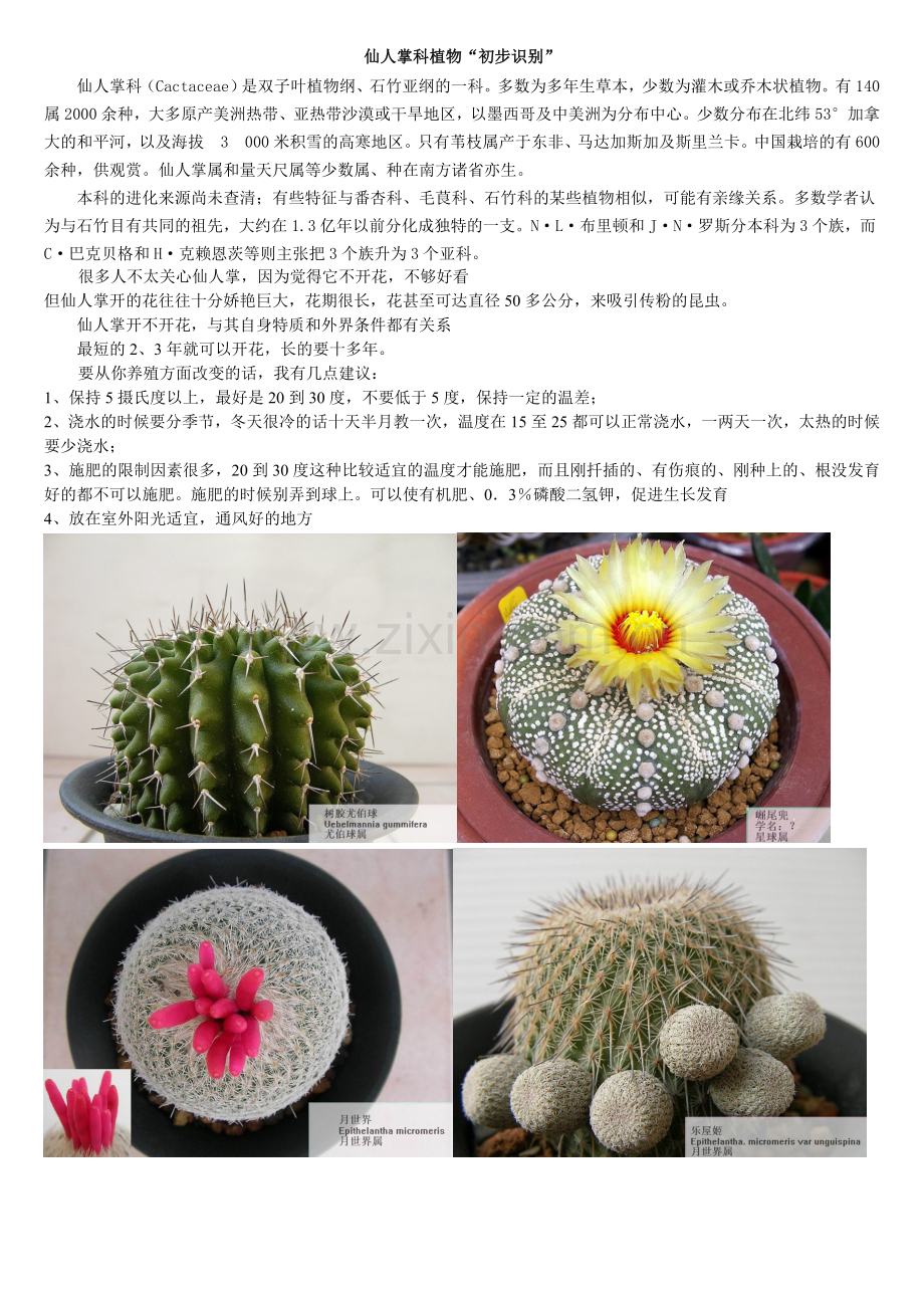 仙人掌科植物.doc_第1页