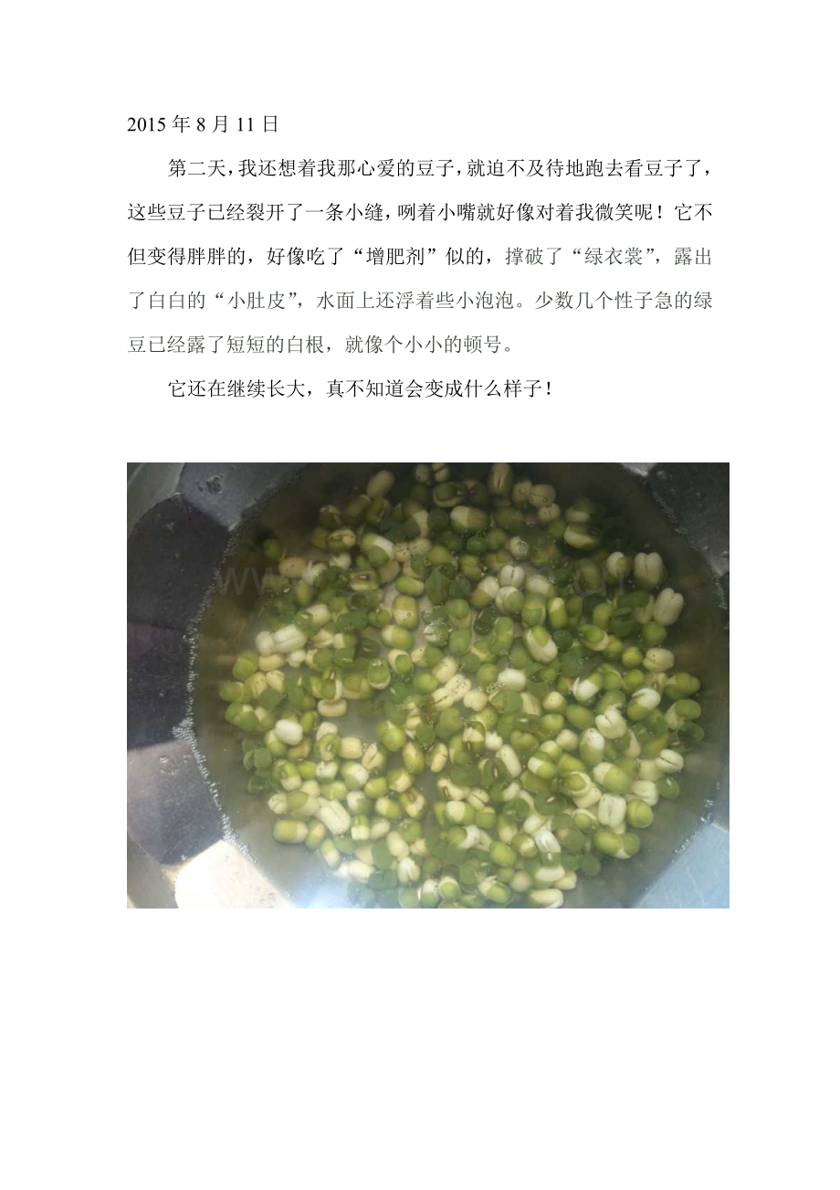 绿豆芽生长观察日记.doc_第2页