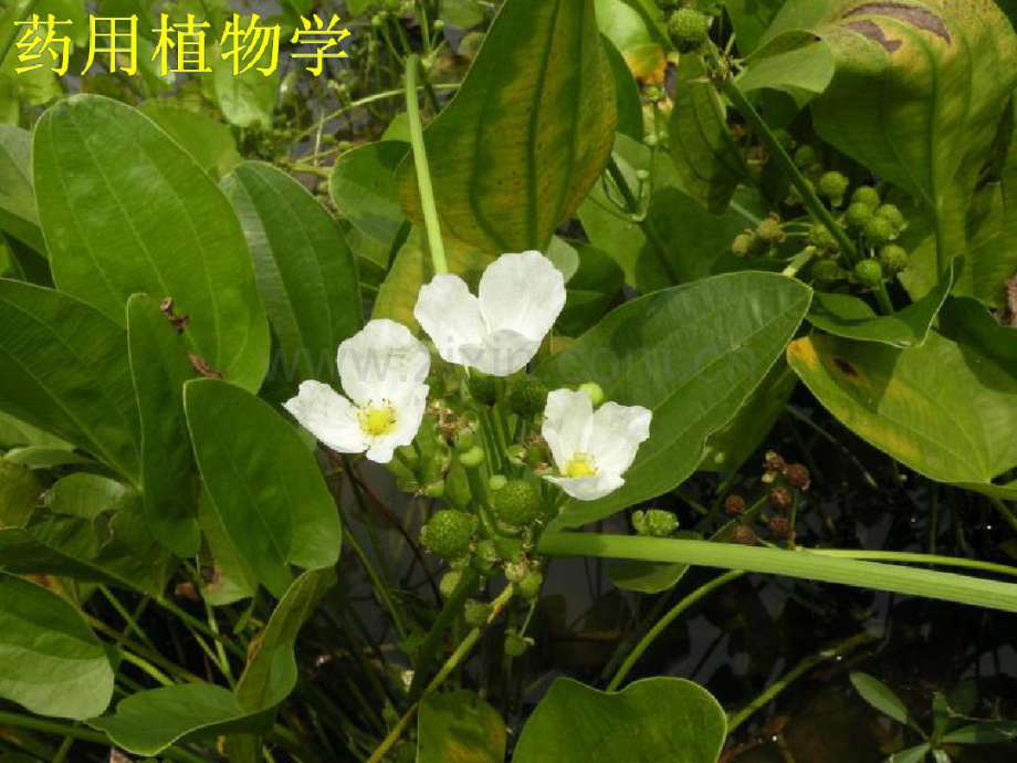 药用植物学藻类植物.pdf_第1页