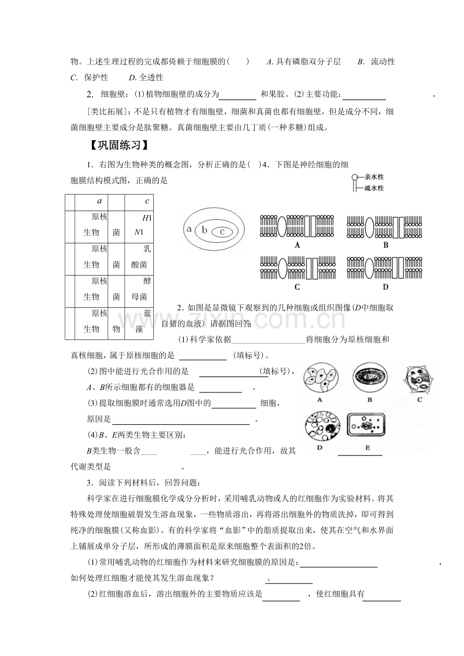 《细胞膜和细胞壁》导学案3.doc_第3页