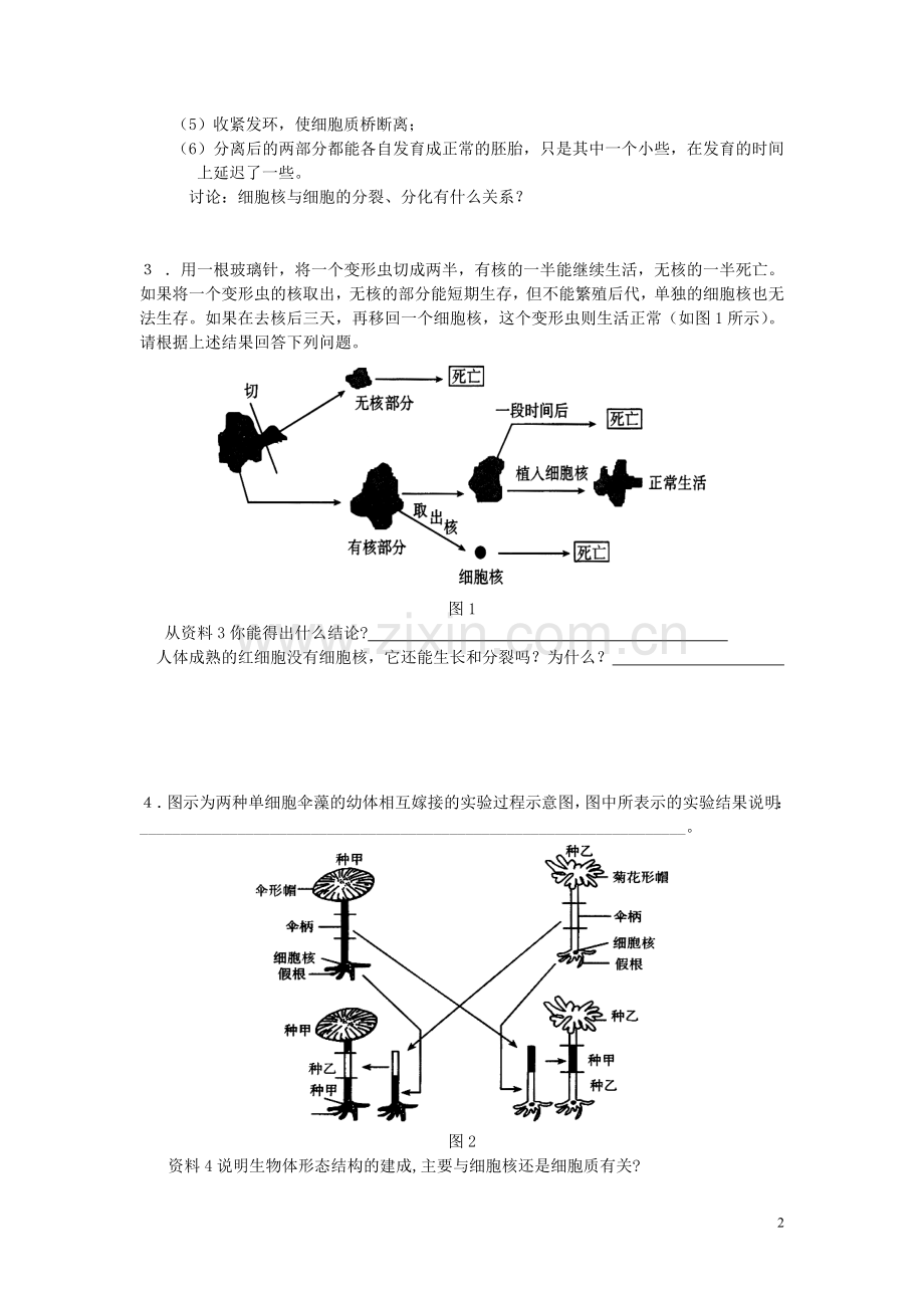 高中生物《细胞核——系统的控制中心》学案4-新人教版必修1.doc_第2页