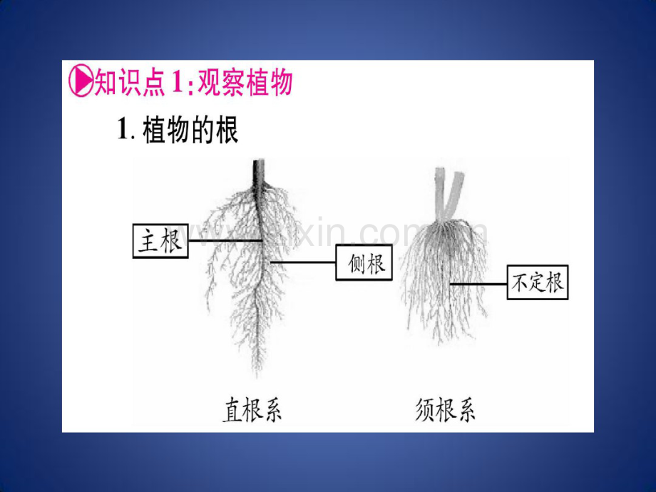 中考生物第1单元第3章形形色色的植物(第14节观察植物孢子植物)教材复习课件冀教版.pdf_第2页