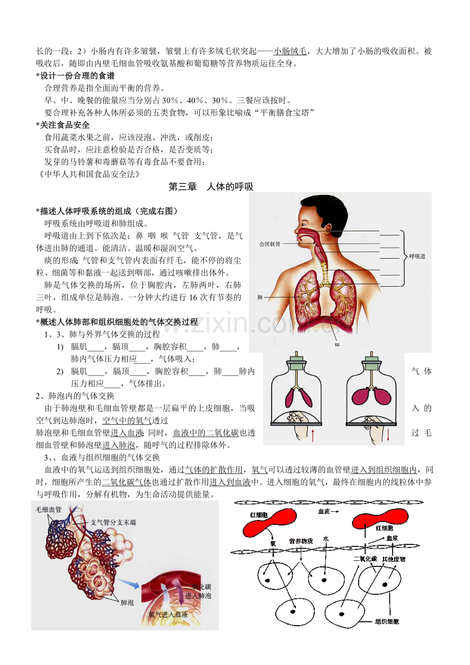 七下复习提纲（第四单元生物圈中的人）.doc_第3页