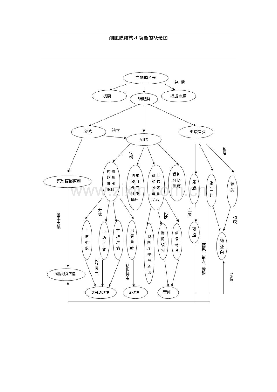 细胞膜结构和功能的概念图.doc_第1页