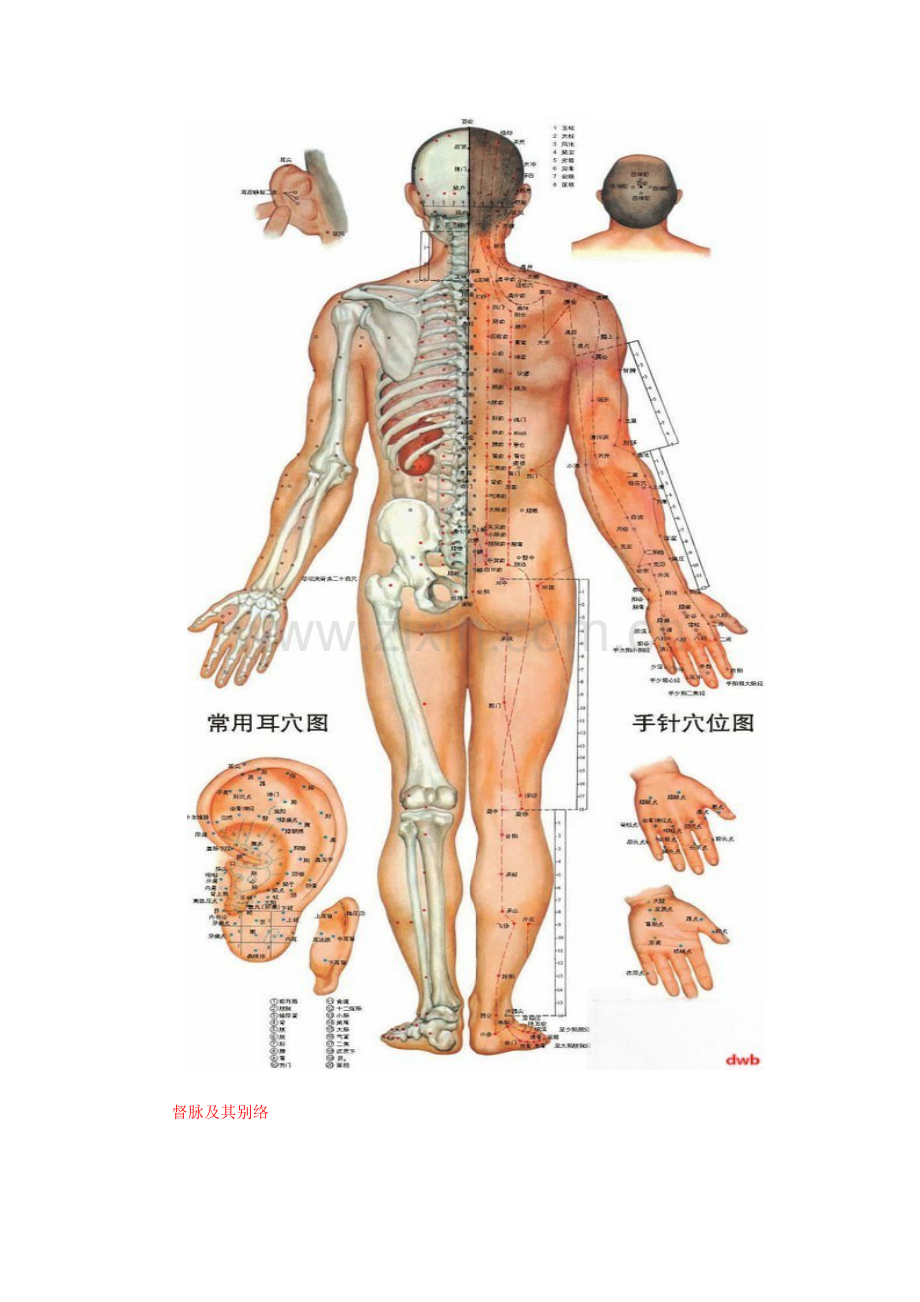 男女人体经络穴位图集.doc_第2页