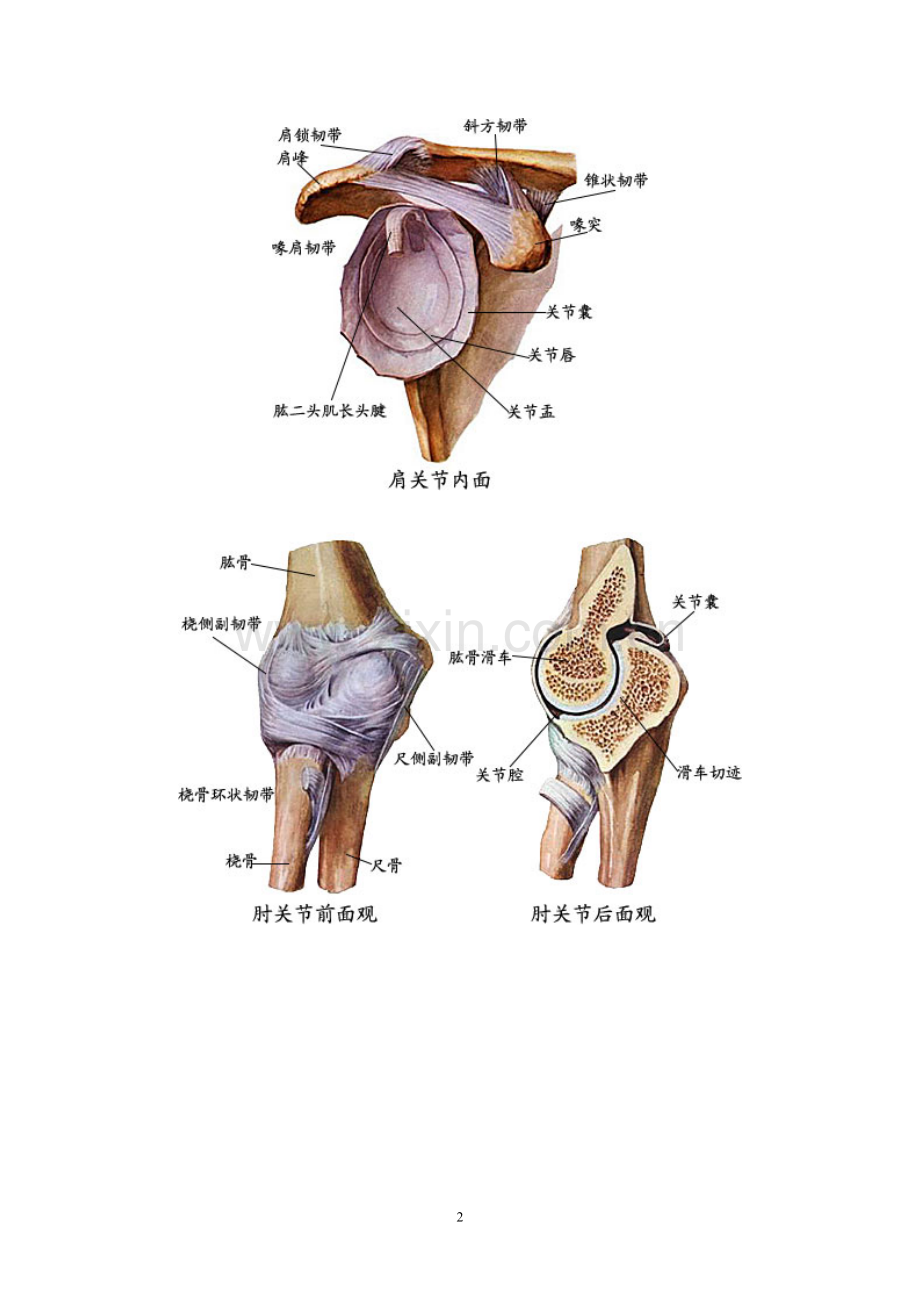人体肢体解剖图片.doc_第2页