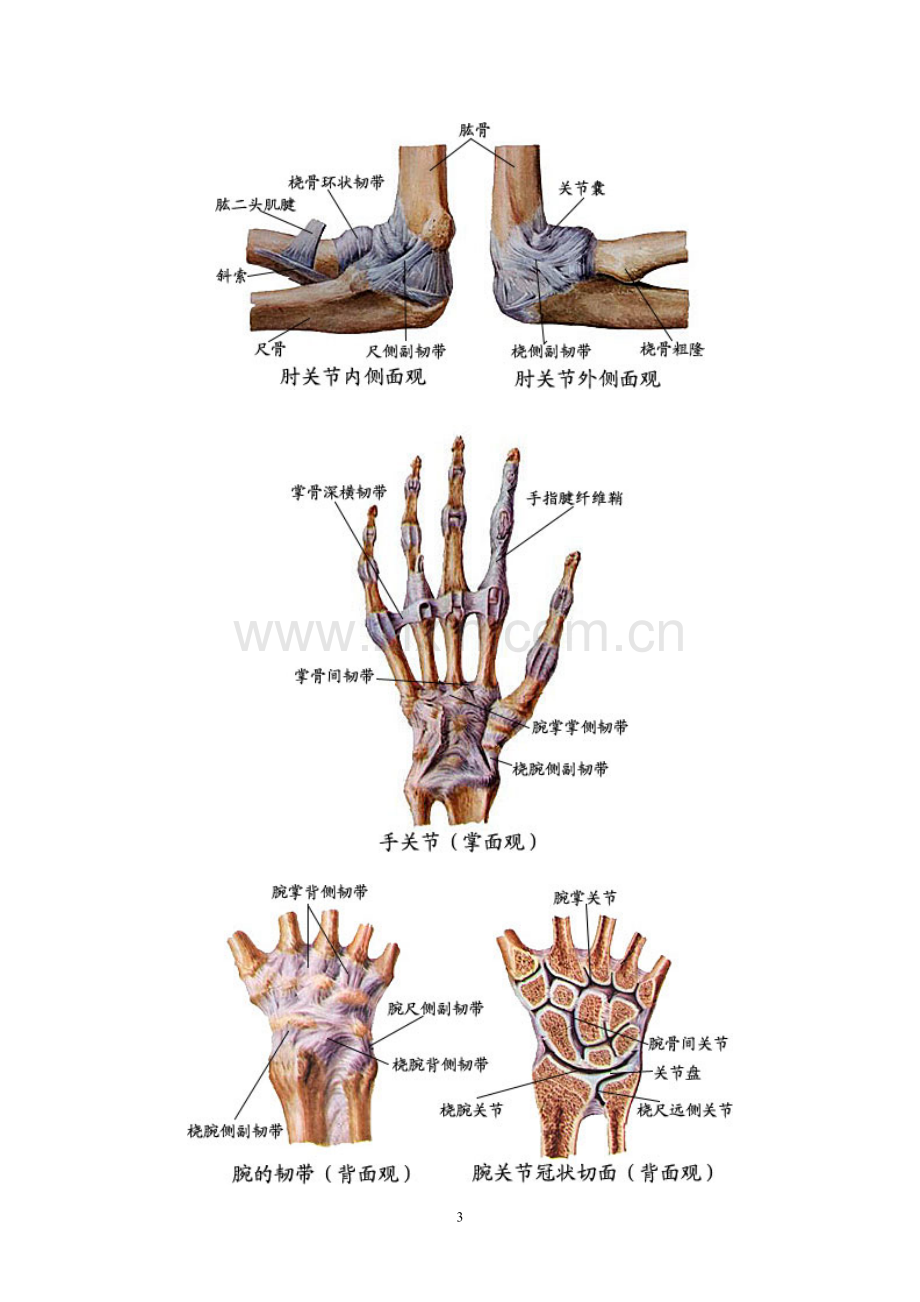 人体肢体解剖图片.doc_第3页