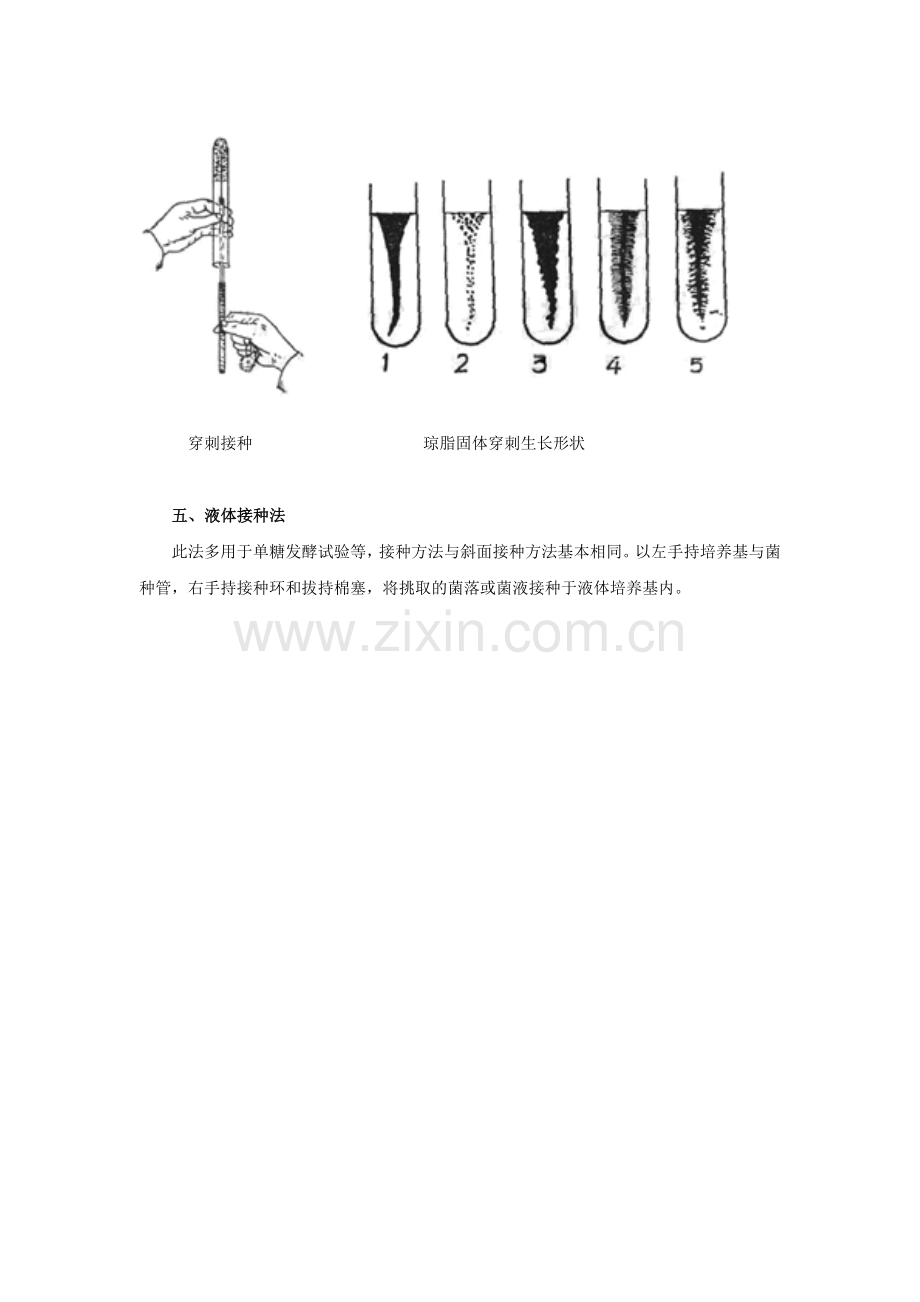 微生物接种方法.doc_第3页