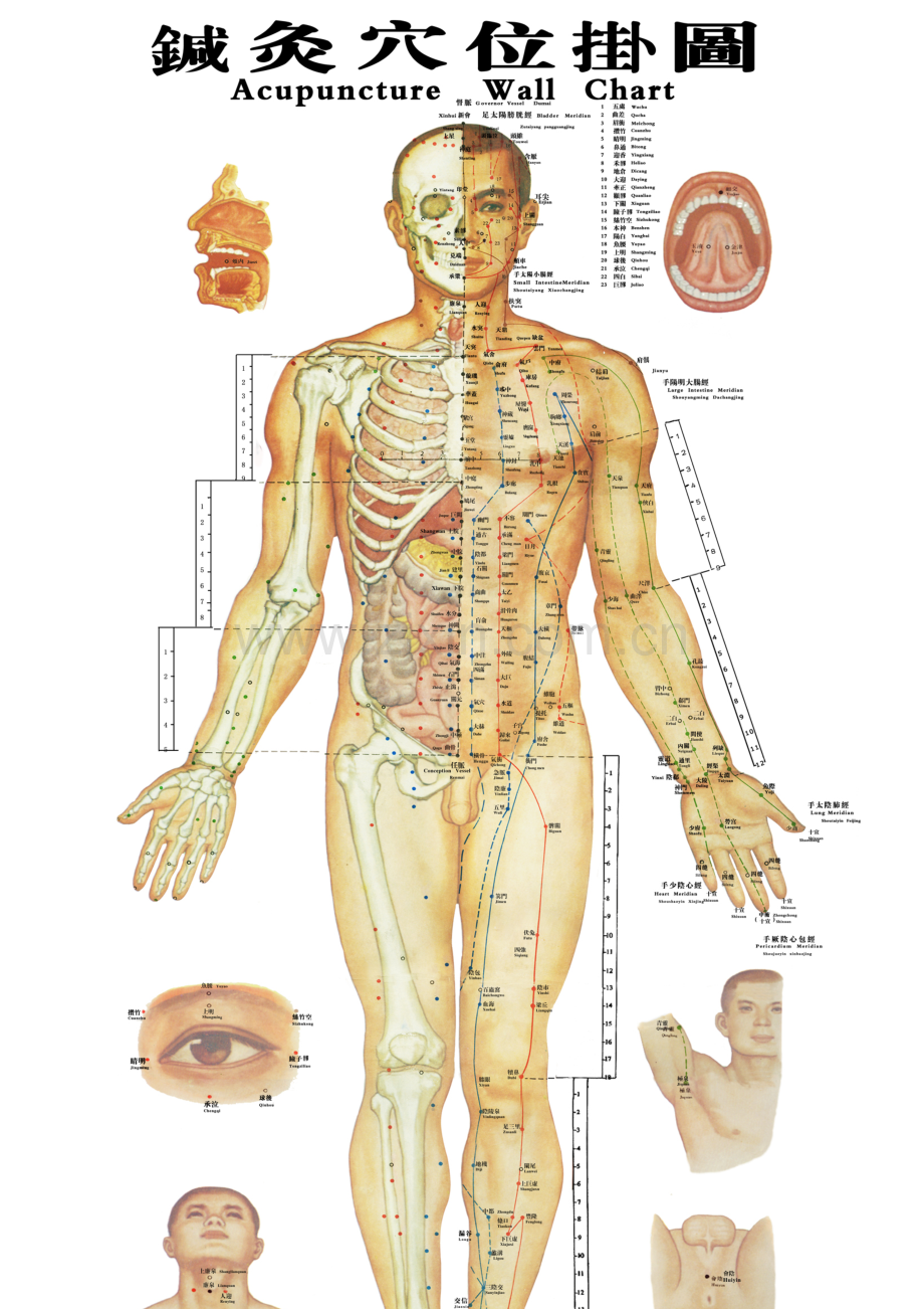针灸穴位大挂图.doc_第1页