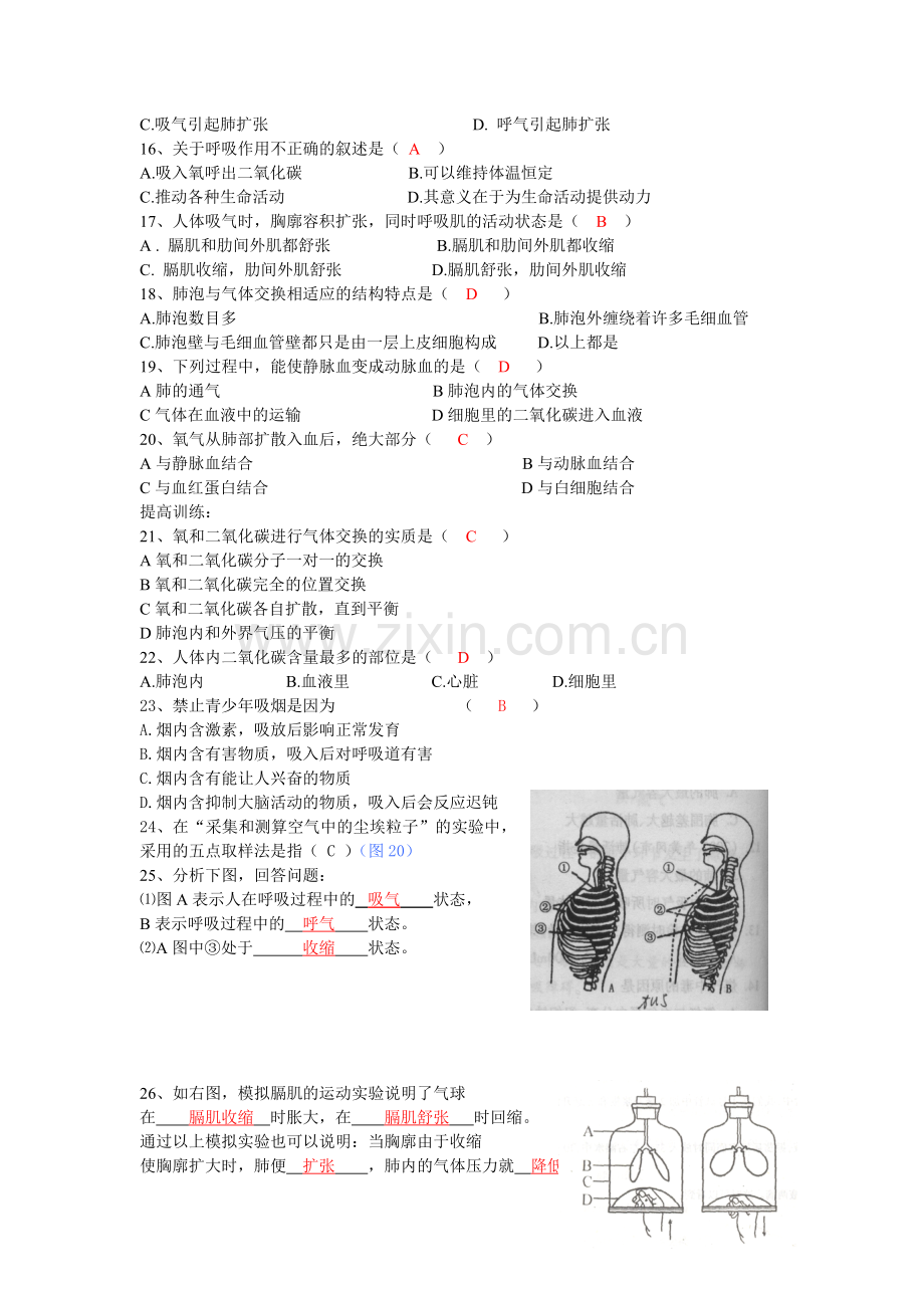 七年级生物下册-第三章人体的呼吸复习学案素材-人教版.doc_第3页