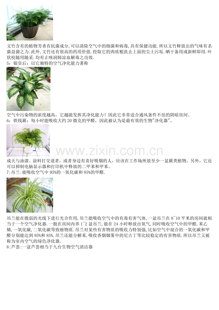 花草在房间的功效.doc_第2页