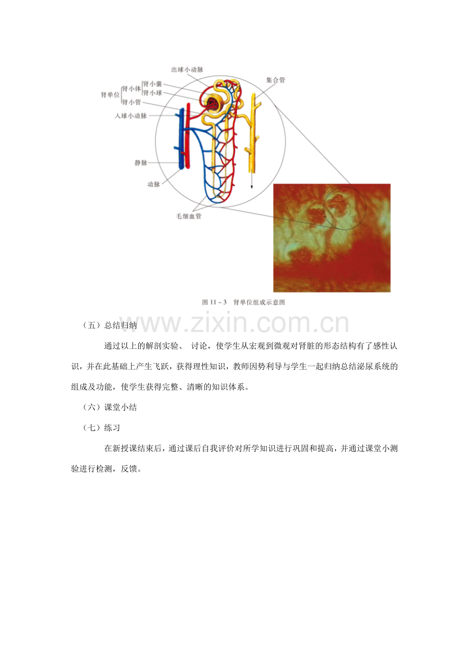 七年级生物下册 第十一章 第一节 人体泌尿系统的组成教案3 （新版）苏教版.doc_第3页